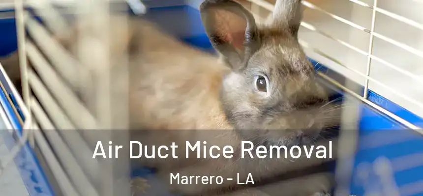  Air Duct Mice Removal Marrero - LA